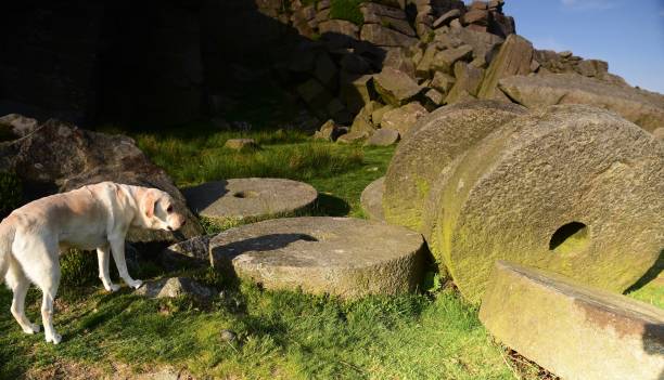 istock Labrador Retriever in the Peak District 994974686