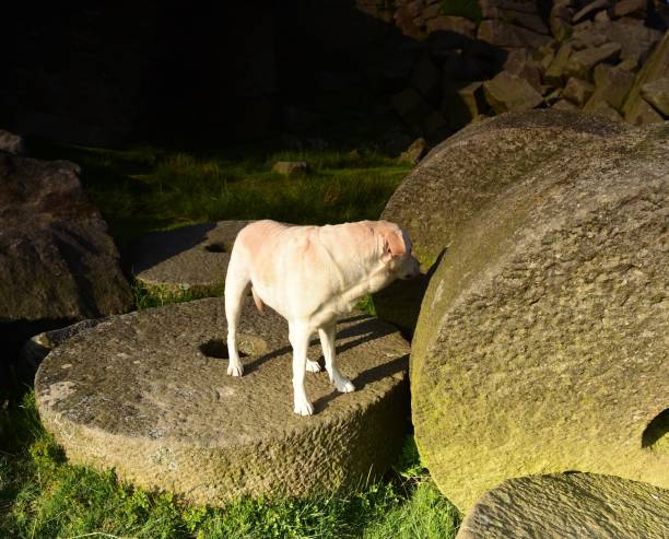 Labrador Retriever in the Peak District