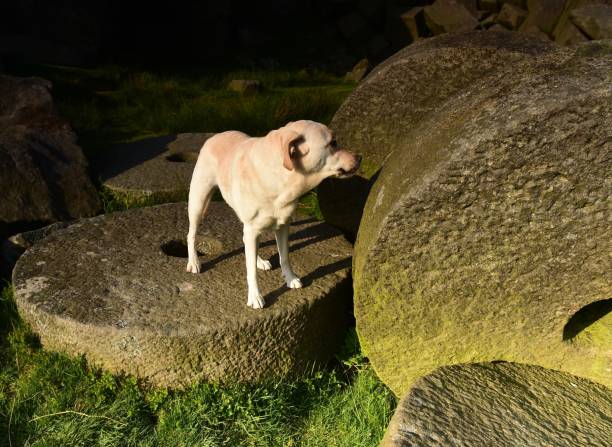 istock Labrador Retriever in the Peak District 994974712