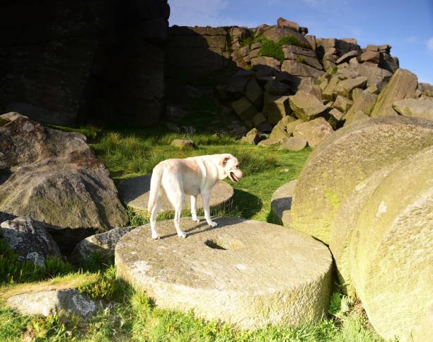 istock Labrador Retriever in the Peak District 994974716
