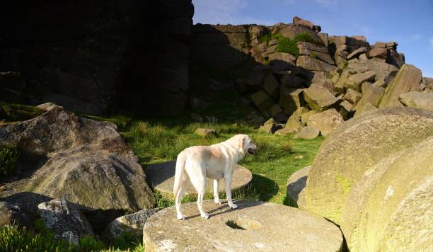 istock Labrador Retriever in the Peak District 994974718