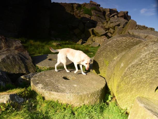 istock Labrador Retriever in the Peak District 994974728