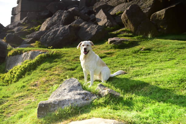 istock Labrador Retriever in the Peak District 994974732