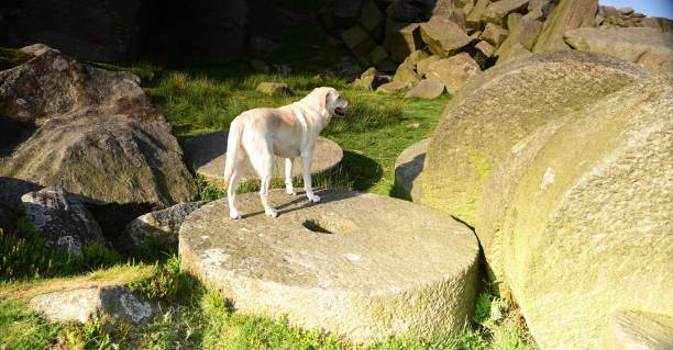 istock Labrador Retriever in the Peak District 994974736