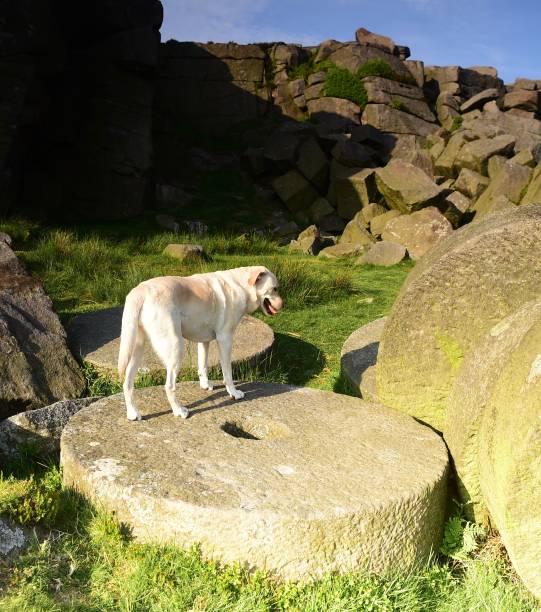 istock Labrador Retriever in the Peak District 994974738