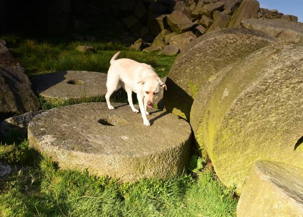 istock Labrador Retriever in the Peak District 994974742