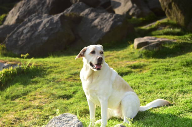 istock Labrador Retriever in the Peak District 994974760