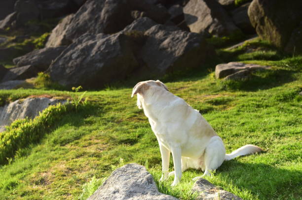 istock Labrador Retriever in the Peak District 994974764