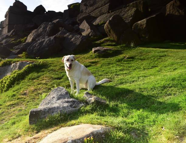 istock Labrador Retriever in the Peak District 994974782