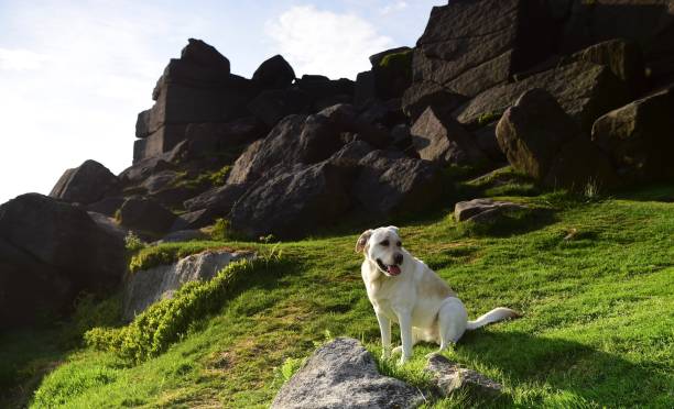 istock Labrador Retriever in the Peak District 994974796