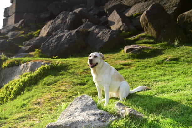 istock Labrador Retriever in the Peak District 994974802