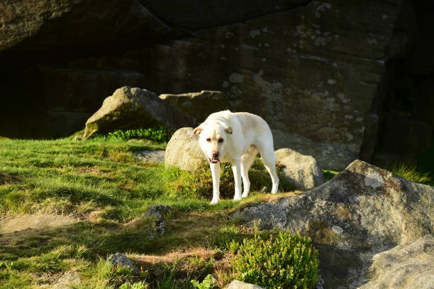 Labrador Retriever in the Peak District