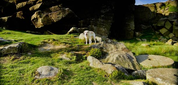 istock Labrador Retriever in the Peak District 994974830