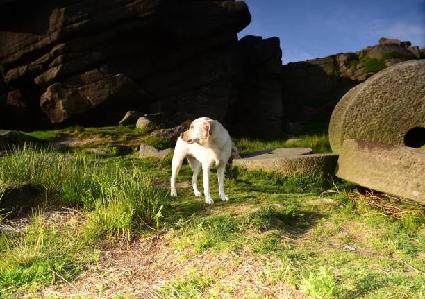 istock Labrador Retriever in the Peak District 994974836