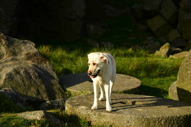 istock Labrador Retriever in the Peak District 994974850