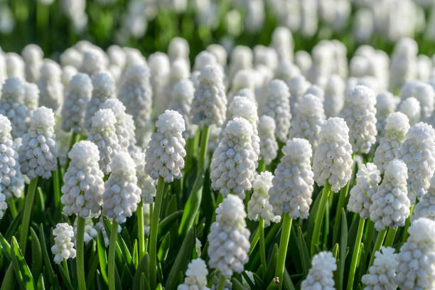 istock Close up of beautiful white flowers 994974908
