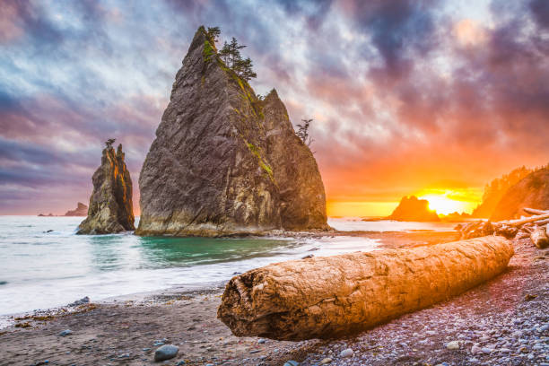 istock National Park, Washington, USA Beach 994979222