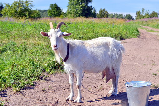 In the photo, close-ups depict goats. Photographed on a sunny summer day. July. Village. Nature. Nikon's camera. Manual settings.