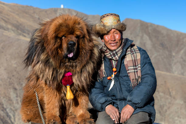 tibetische hirten mit seinem hund mastiff - tibetan culture stock-fotos und bilder