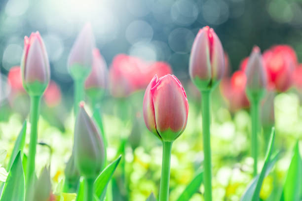 istock Beautiful red tulips in the sunlight 994984810