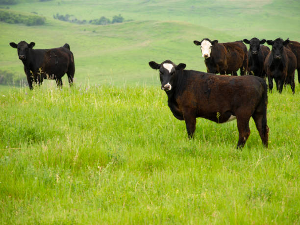 istock Herd of cattle on open prairie 994985146