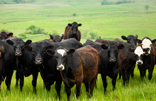 istock Herd of cattle on open prairie 994987202