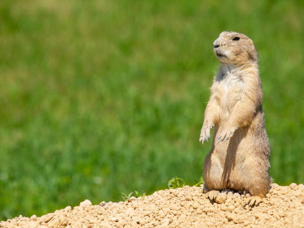 Prairie dogs in and around their burrows