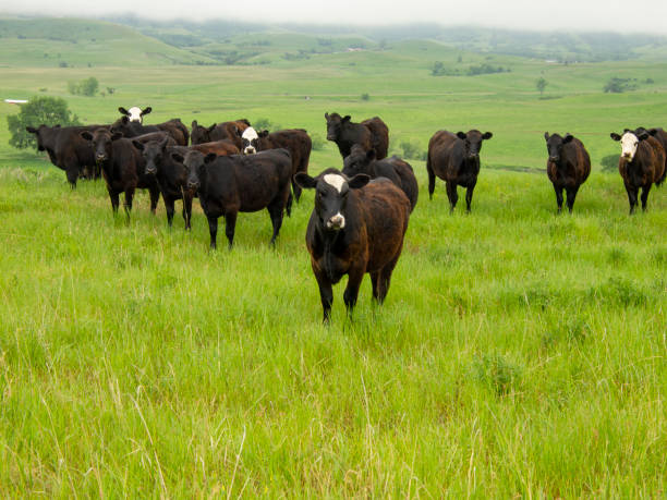 istock Herd of cattle on open prairie 994992276