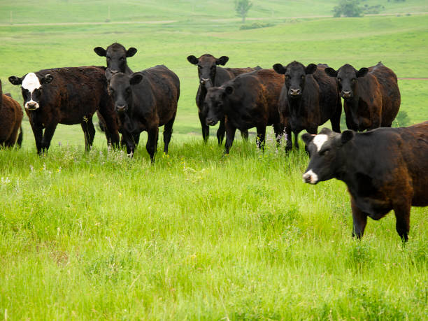 istock Herd of cattle on open prairie 994999264