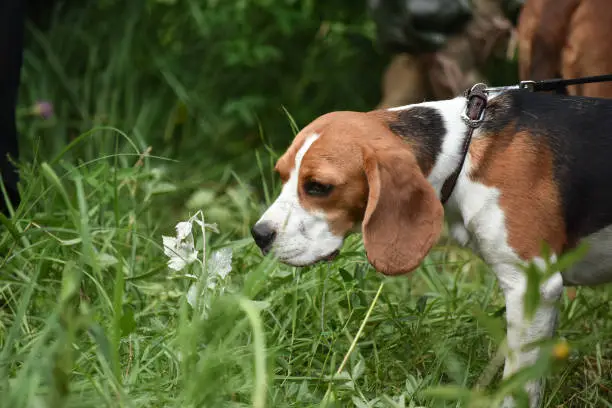 Young beagle sniffing grass in the summer forest