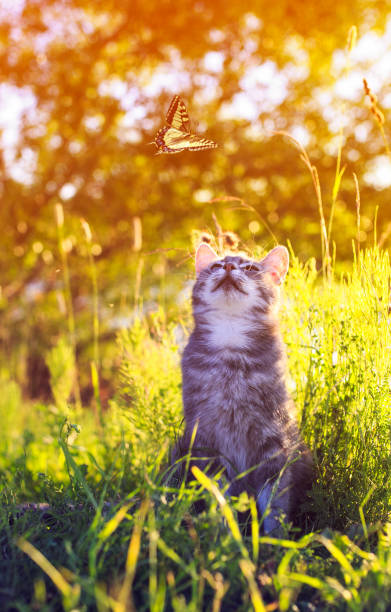 istock cute striped kitten watching a flying butterfly on a summer green sunny meadow