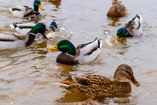 istock ducks floating in the water, feeding the ducks, bread in beak hu 995002764