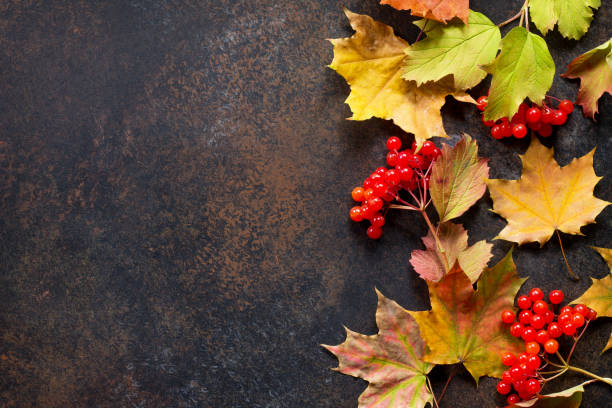 herbst-motiv. herbst hintergrund mit ahorn rot und orange herbstlaub und beeren auf schiefer hintergrund. oben flach legen hintergrund mit textfreiraum anzeigen. - 11892 stock-fotos und bilder