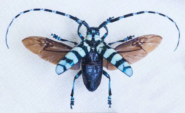 Photo of close-up of precious beetle-barbel Anoplophora calloplophora