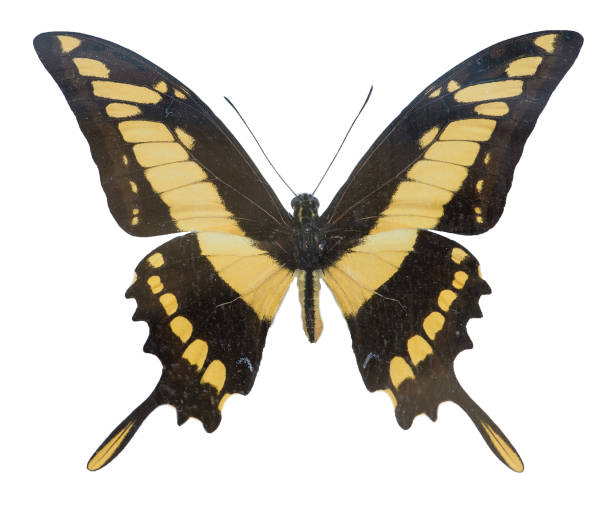 istock Butterfly black-yellow Papilio Thoas isolated on white backgr 995009228