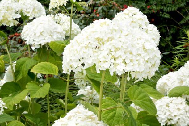istock Snowball plant in formal garden 995010664