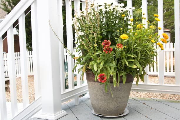 istock Flower pot on the porch 995010674