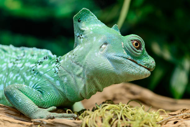 istock Close-up view of a green Plumed basilisk Lizard Basiliscus plum 995013988