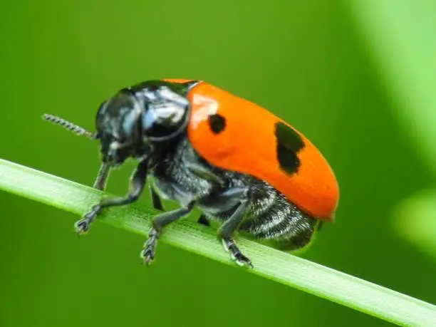 Photo of Red beetle