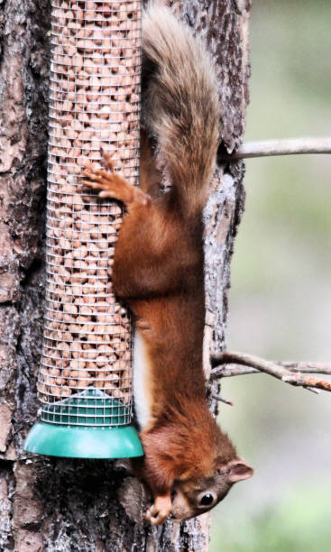 istock A view of a Red Squirrel in Scotland 995016734