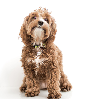 Cute puppy on white background