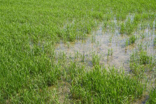 istock Rice plant in the Delta del Ebro 995019606