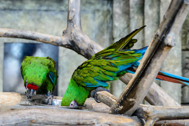 istock two green parrots ara millitaris eating from a bowl, focus o 995021930