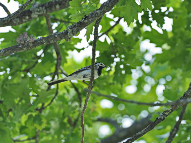 istock Bachstelze auf Eichenast sitzend - Wagtail sitting on oak branch 995022030