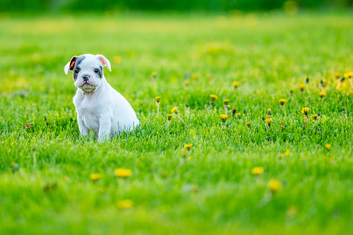 A cute black and white pup is outdoors in a green field. It is sitting on the grass calmly.