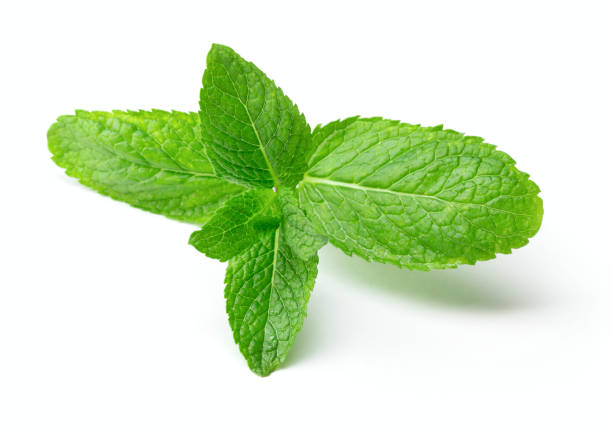 istock twig of mint leaves 995038804