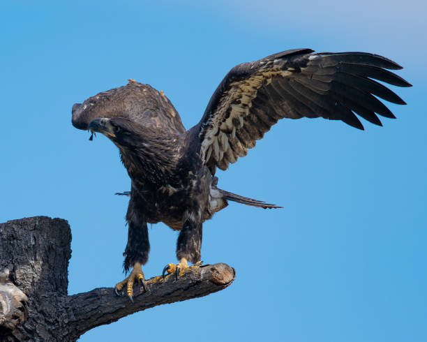 istock 3-months old bald eagle eaglet, seen in the wild in  North California 995067190