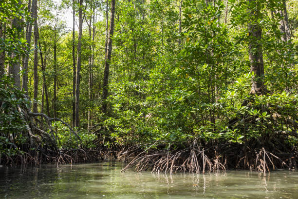 Mangrove forest in Sabang, Philippines stock photo