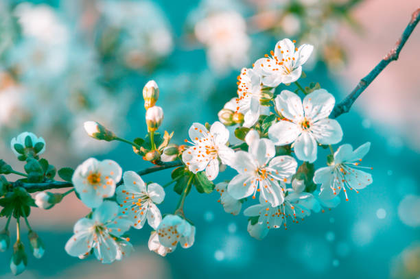 istock Blossom cherry tree branch with flowers. Sakura in spring and sunshine with a blur background. 995067314