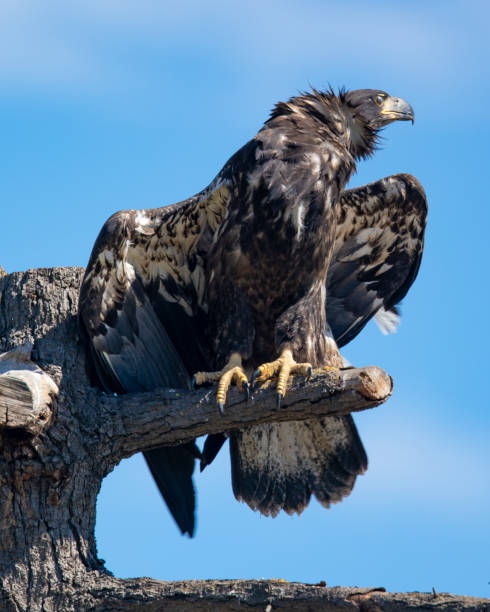 istock 3-months old bald eagle eaglet, seen in the wild in  North California 995067326